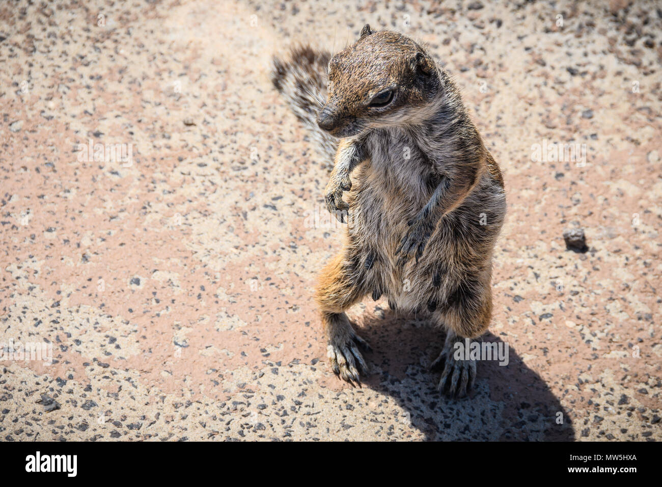 Cute squirrel on Sotavento Beach in Fuerteventura, Canary Islands, Spain Stock Photo