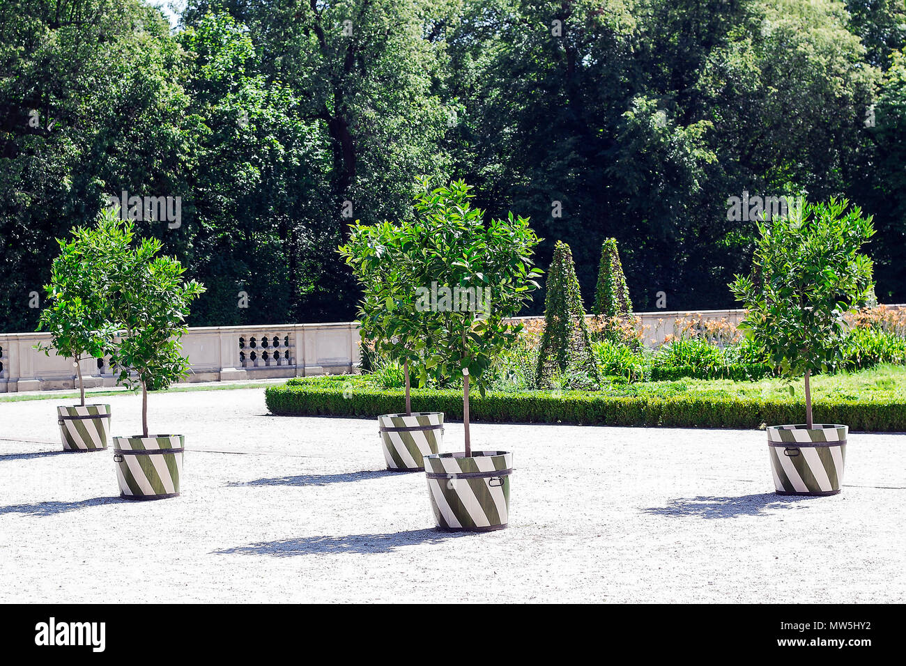 Lot Lime green trees with fruits grows in wooden tubs. Summer landscape