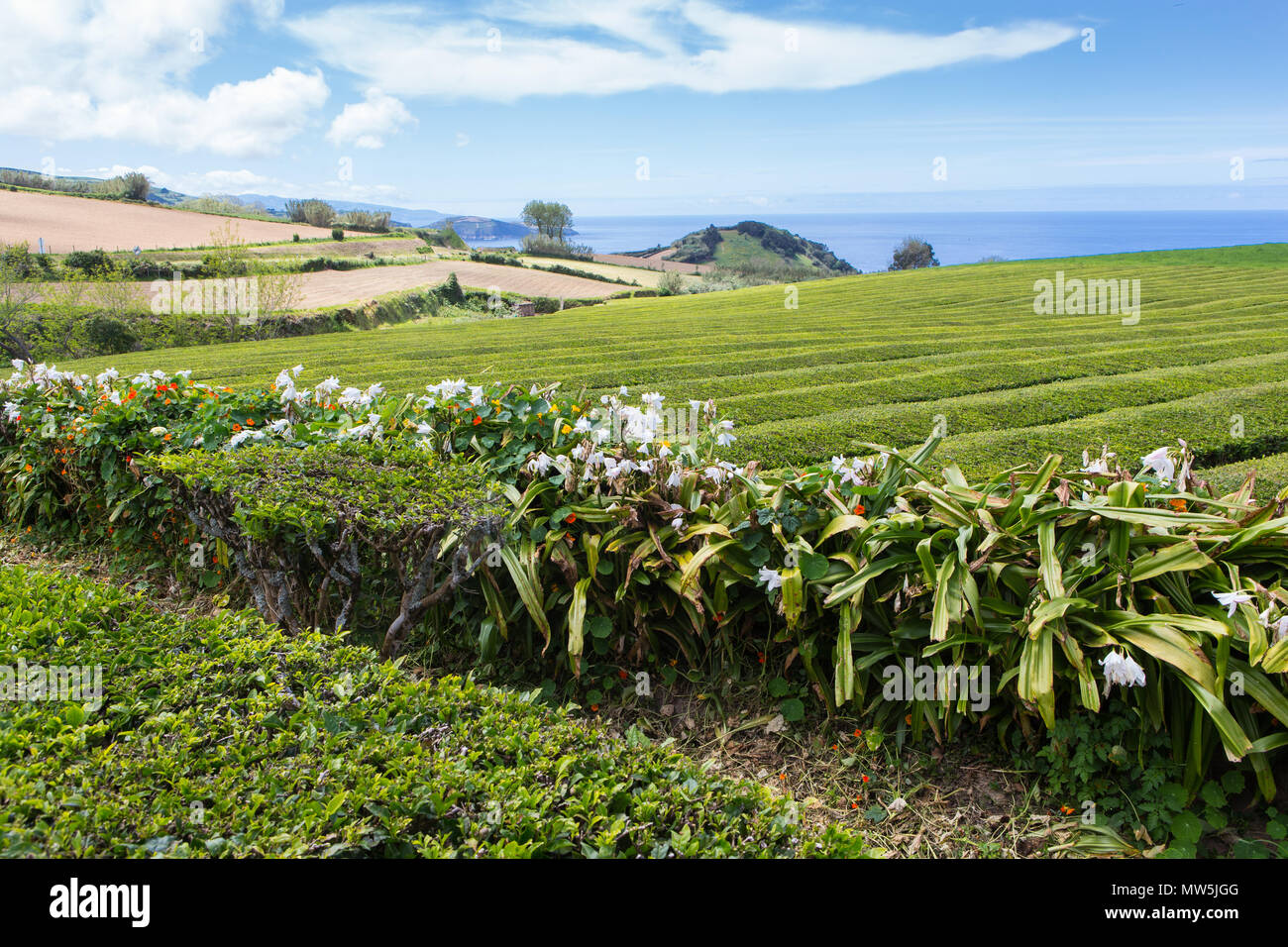 Gorreana tea fields hi-res stock photography and images - Alamy