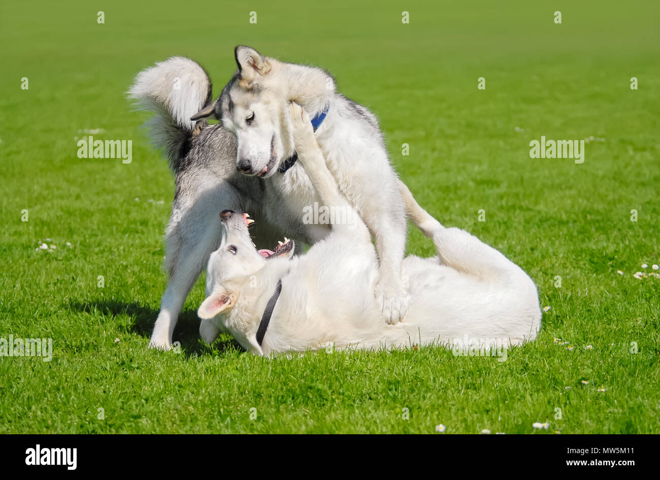 Alaskan Malamute and White Swiss Shepherd playing together, both white coated dogs are happy and romp about in a green grass meadow Stock Photo