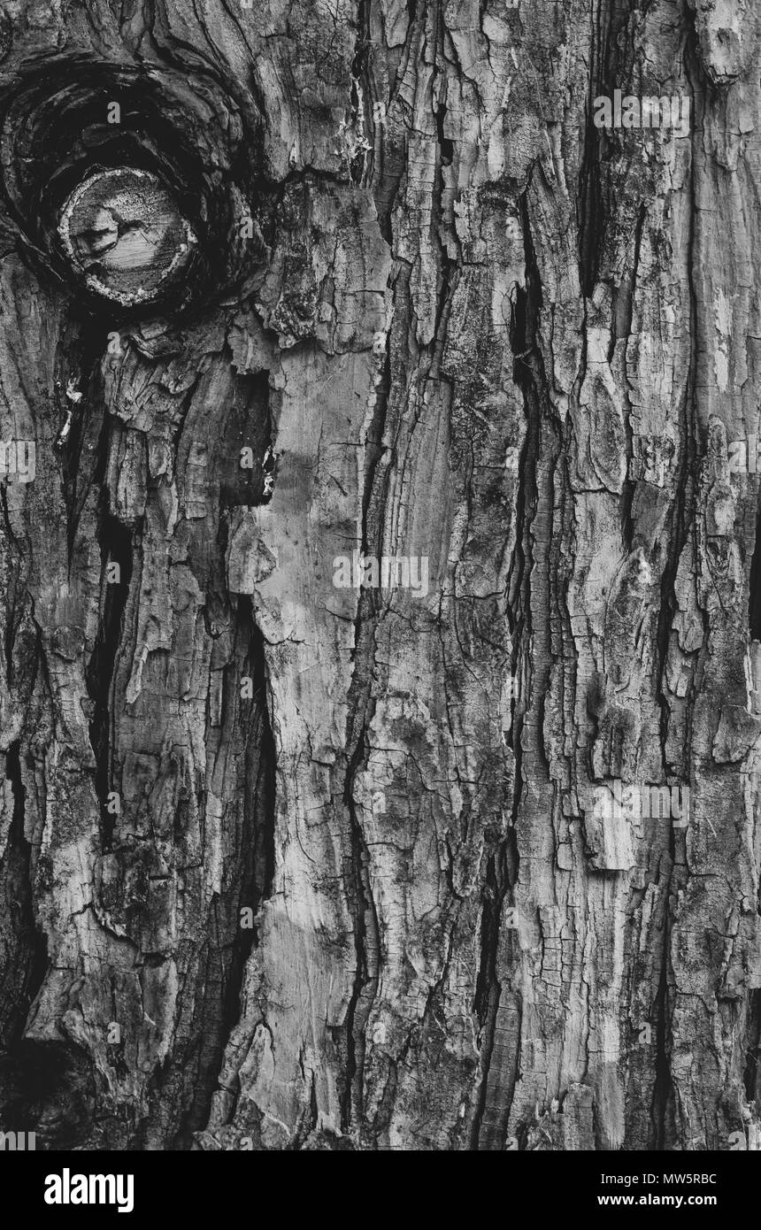 coniferous tree bark detail backdrop Stock Photo