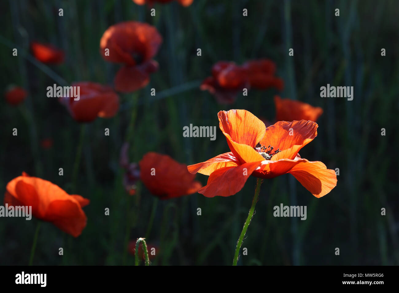 red poppy on a black background Stock Photo