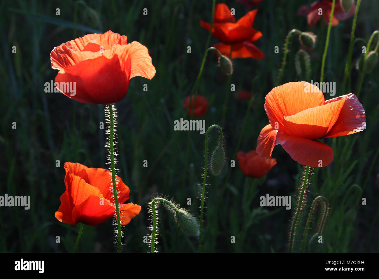 red poppy on a black background Stock Photo - Alamy