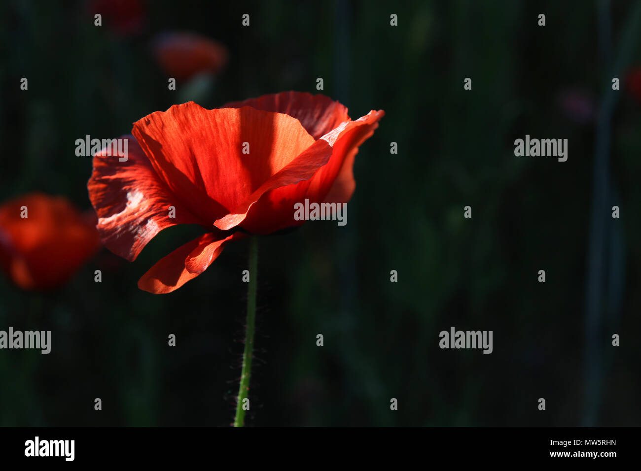 red poppy on a black background Stock Photo - Alamy