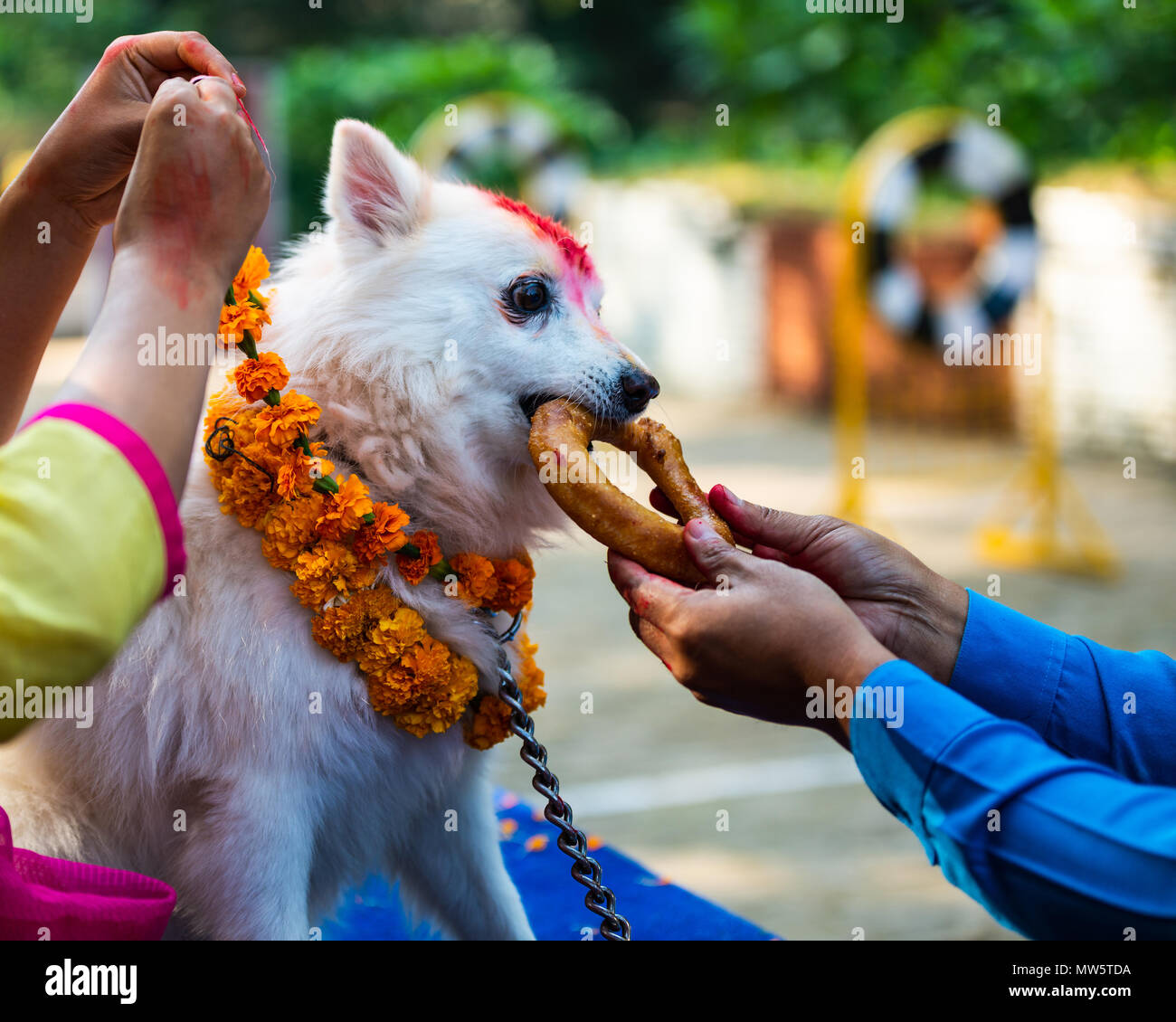 KATHMANDU, NEPAL - OCTOBER 29, 2016: Nepal police celebrates Kukur Tihar (dog festival) at Central Police Dog Training School. Stock Photo