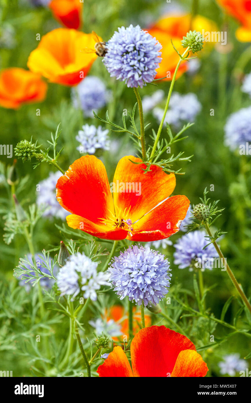 Californian Poppy, Eschscholzia californica, Gilia, mixed flowers Stock Photo