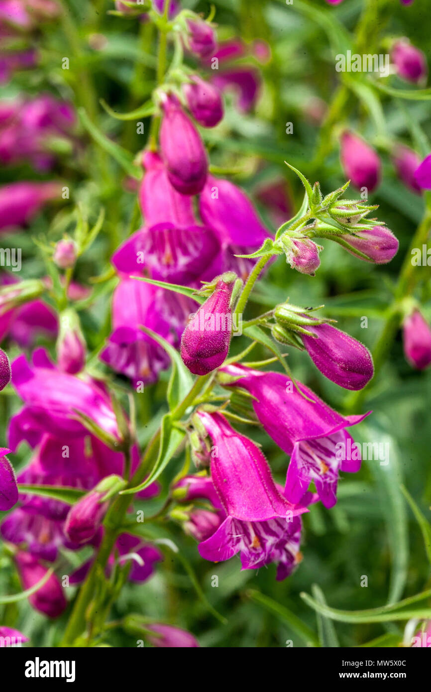 Beardtongue, Penstemon mexicali ' Red Rocks ' Stock Photo