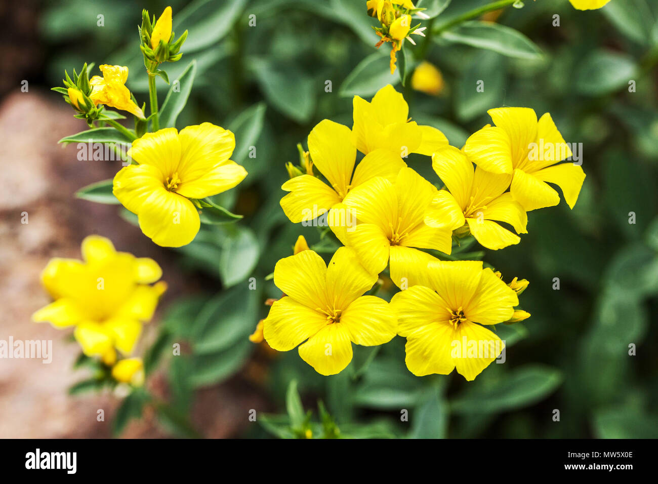 Linum campanulatum - Yellow flax Stock Photo