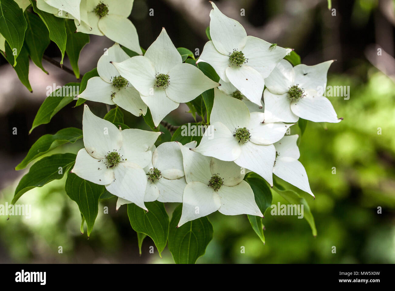 Dogwood, Cornus kousa 'Milky Way' White flowers Close up Blooming Plant in Garden, A greenish tinge Stock Photo