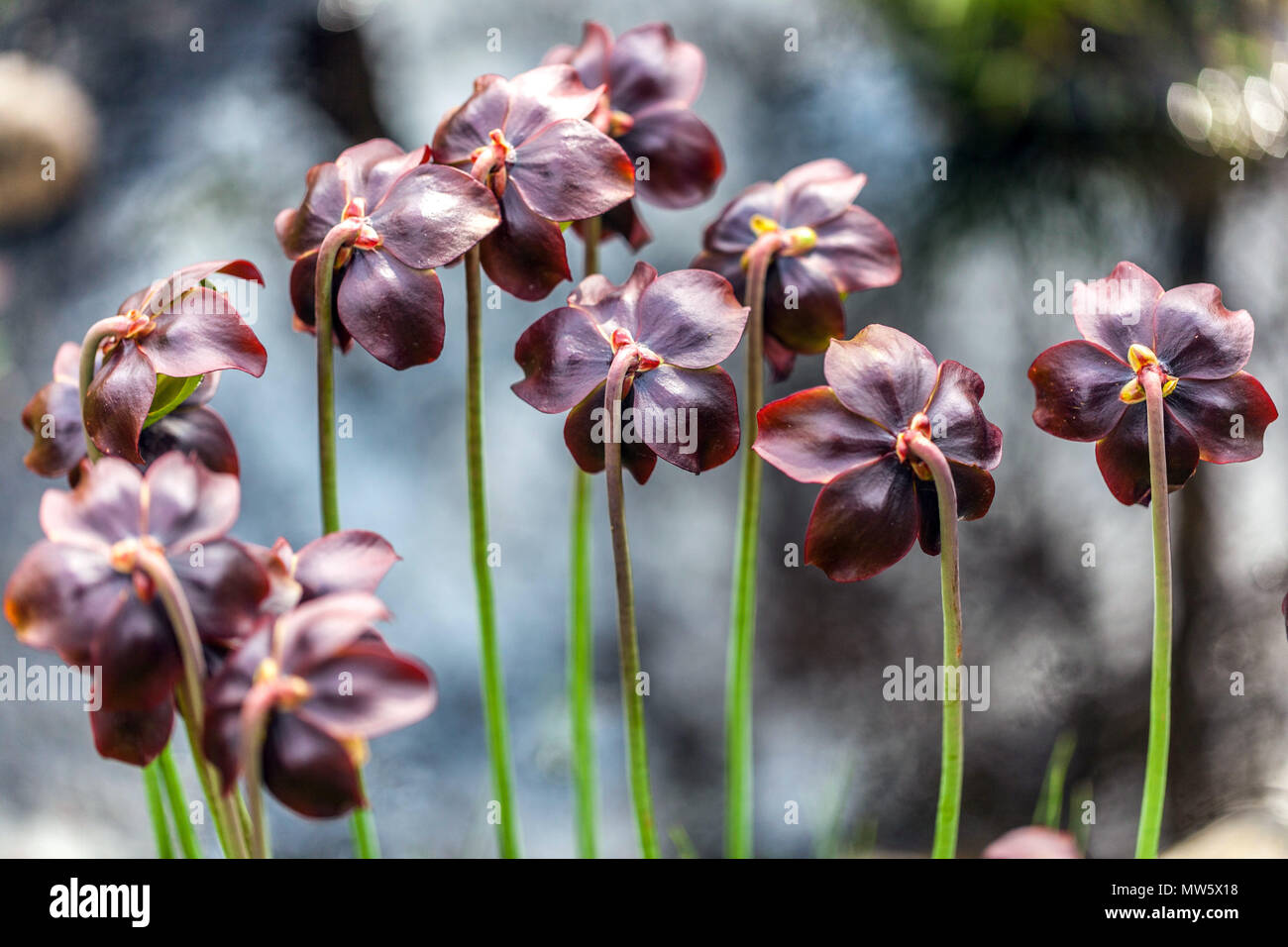 Sarracenia purpurea, Purple pitcher plant Stock Photo