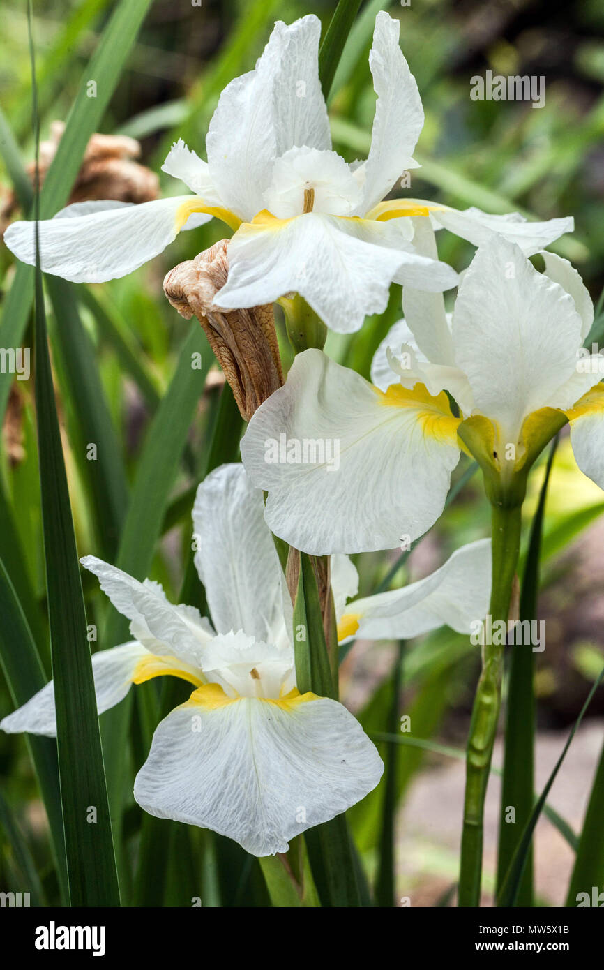 Iris sibirica white ' Fourfold White ', Siberian iris flower white Stock Photo