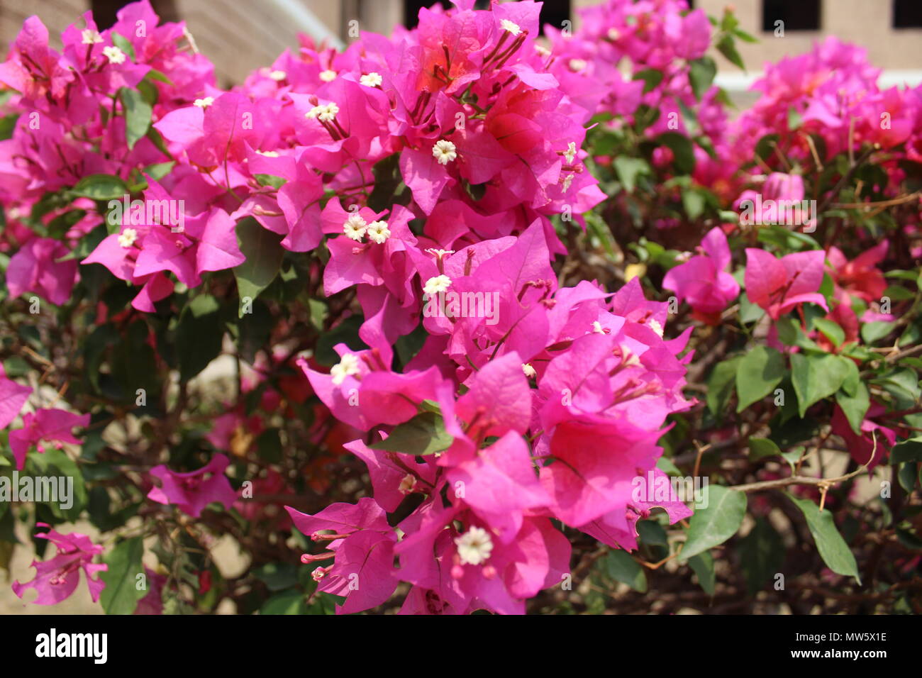 Flower garden india hi-res stock photography and images - Alamy