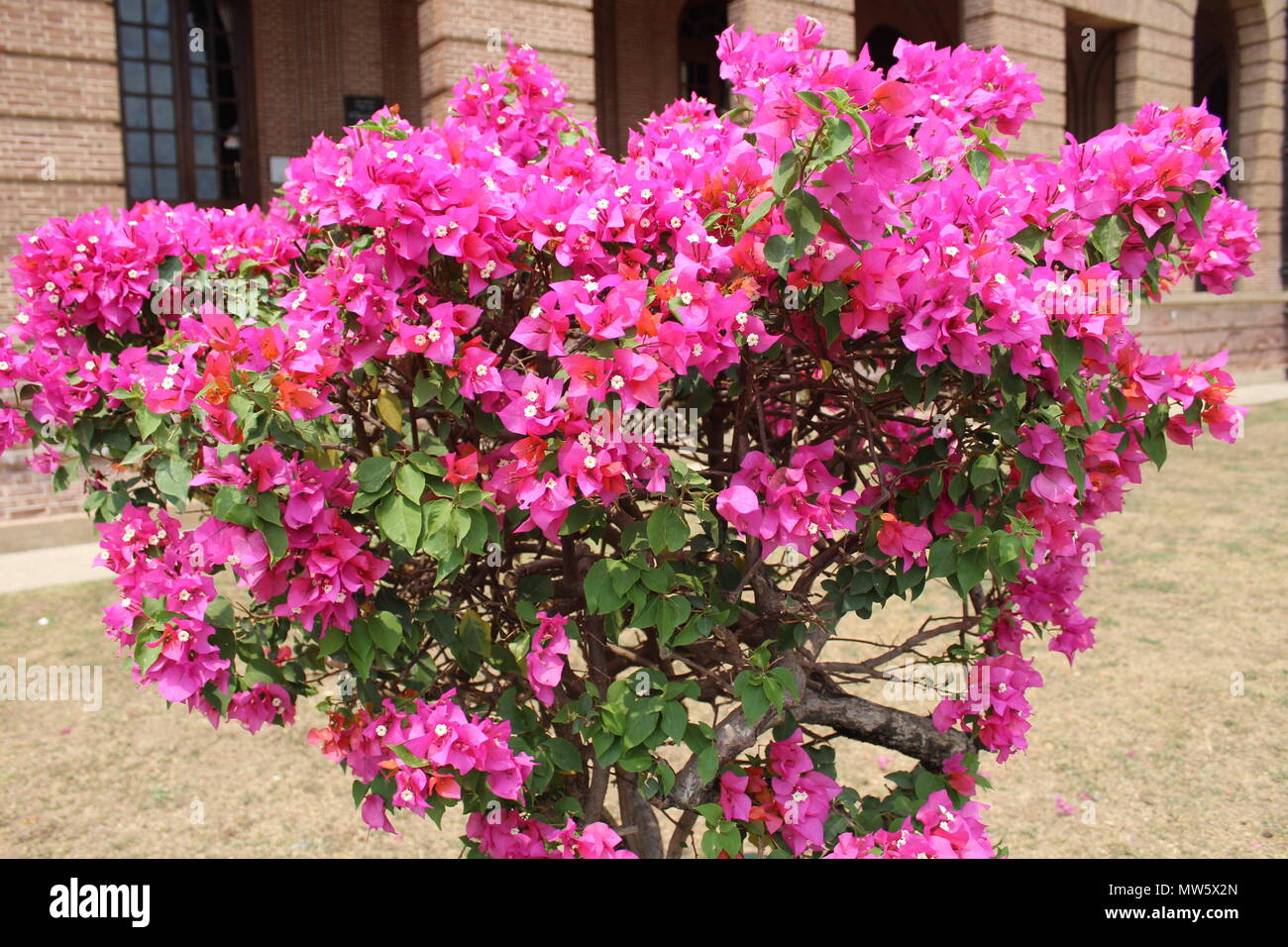 Beautiful flowers of india hi-res stock photography and images - Alamy