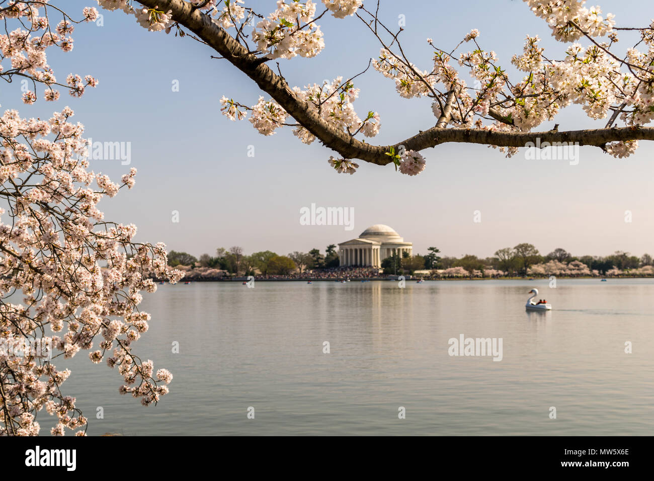 DC Cherry Blossom Festival Stock Photo Alamy