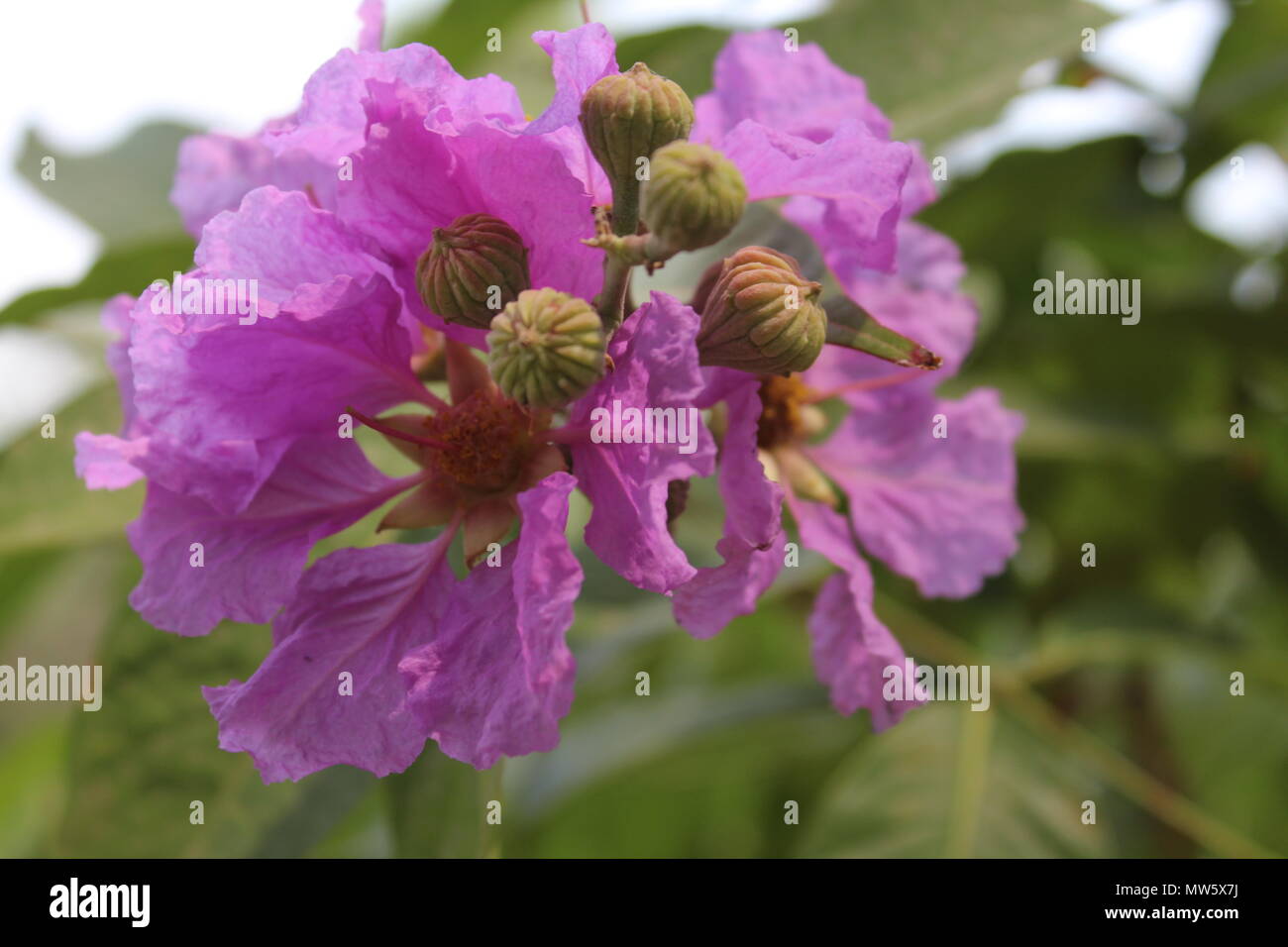 Beautiful flowers of india hi-res stock photography and images - Alamy