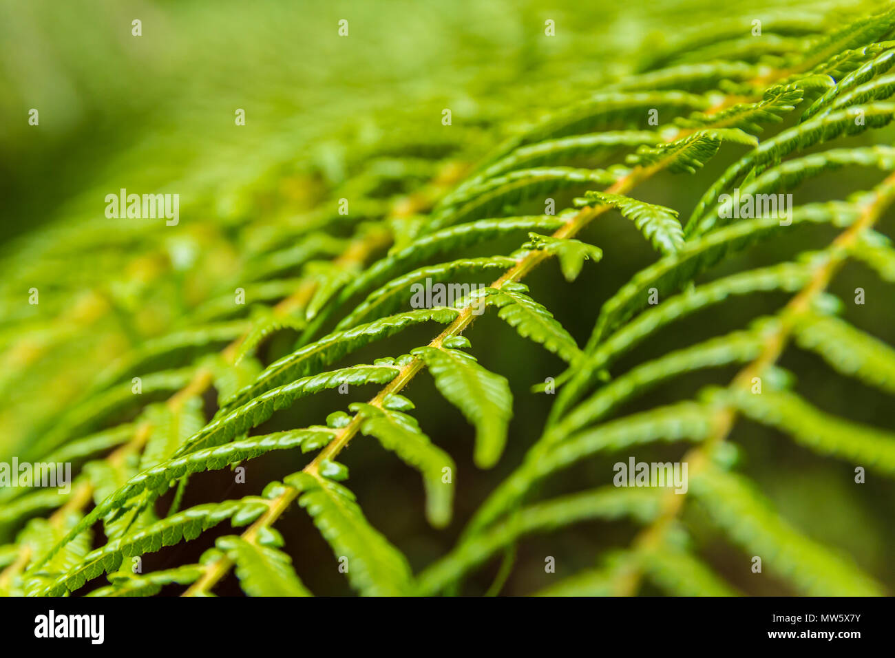 tree fern frond pattern abstract, background texture Stock Photo