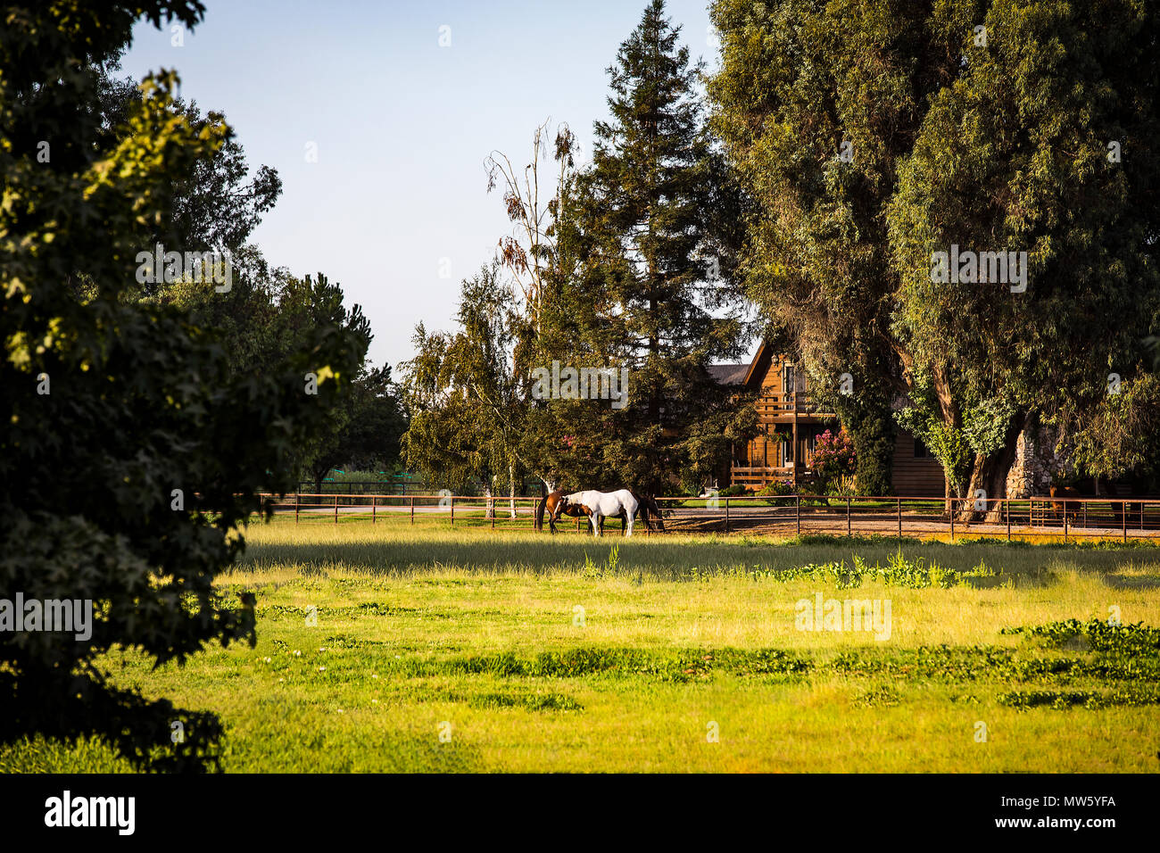 Horses grazing in a pasture near Modesto California USA Stock Photo Alamy