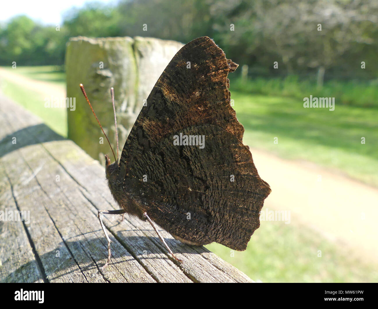 PEACOCK BUTTERFLY Aglais io showing dark underside of wings on fencepost in Berkshire,England. Photo: Tony Gale Stock Photo