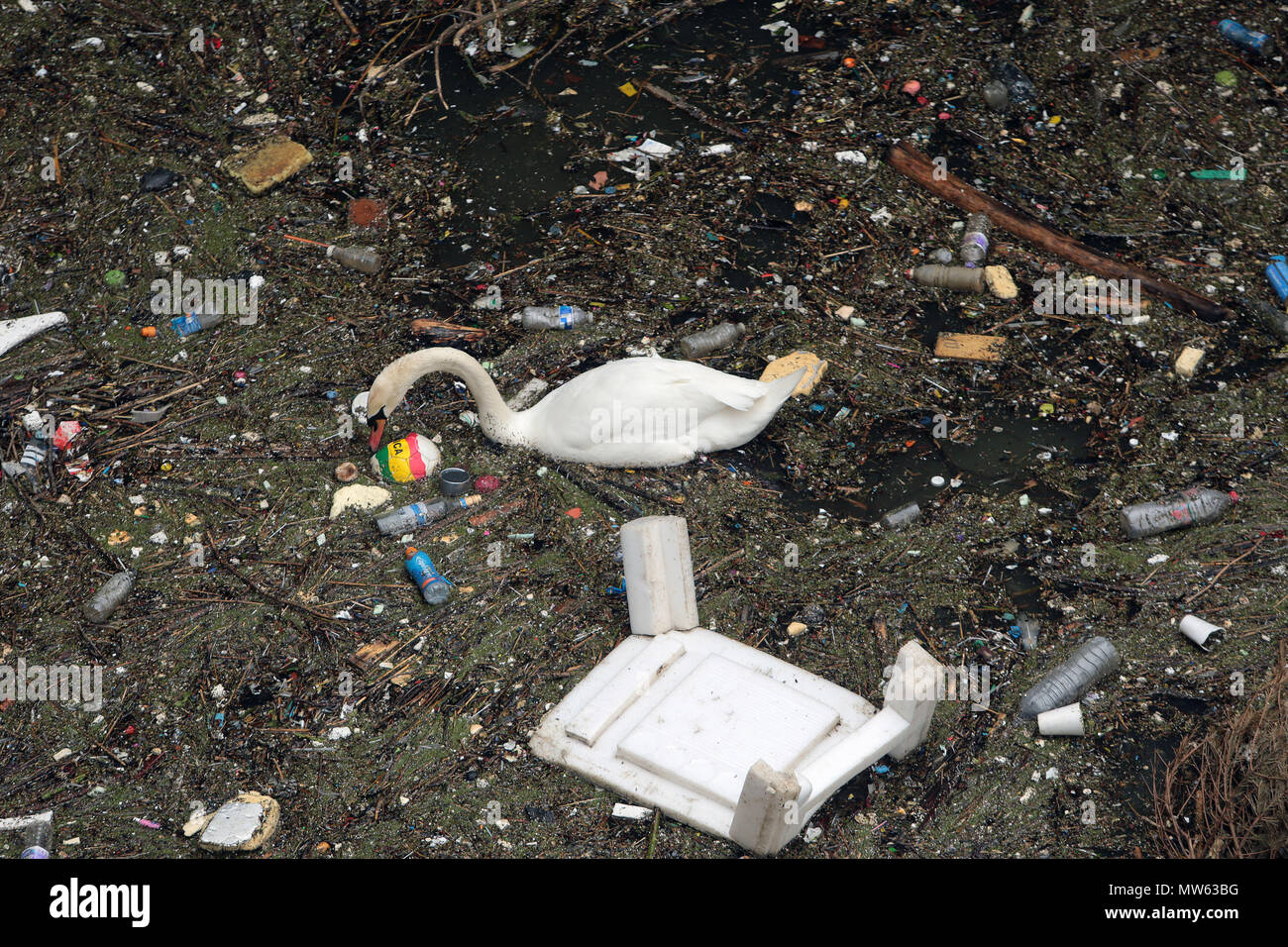 A swan swims and feeds amoungst the rubbish and pollution thrown into the River Thames in Limehouse London Stock Photo