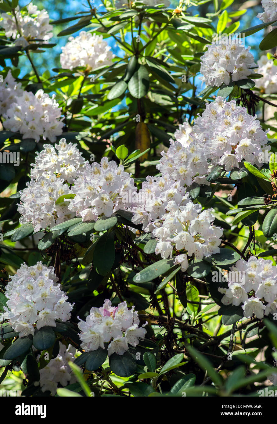 White Rhododendron flowers Stock Photo