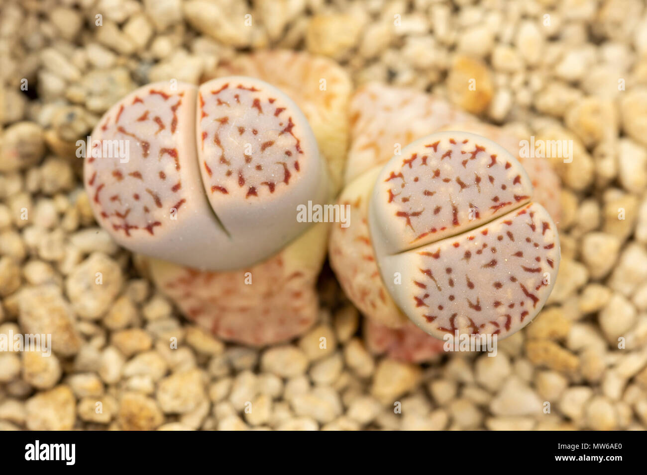 Lithops amicorum, a small, recently discovered, species of stone plant from southern Namibia.  'Freckled Friend' variety. Stock Photo