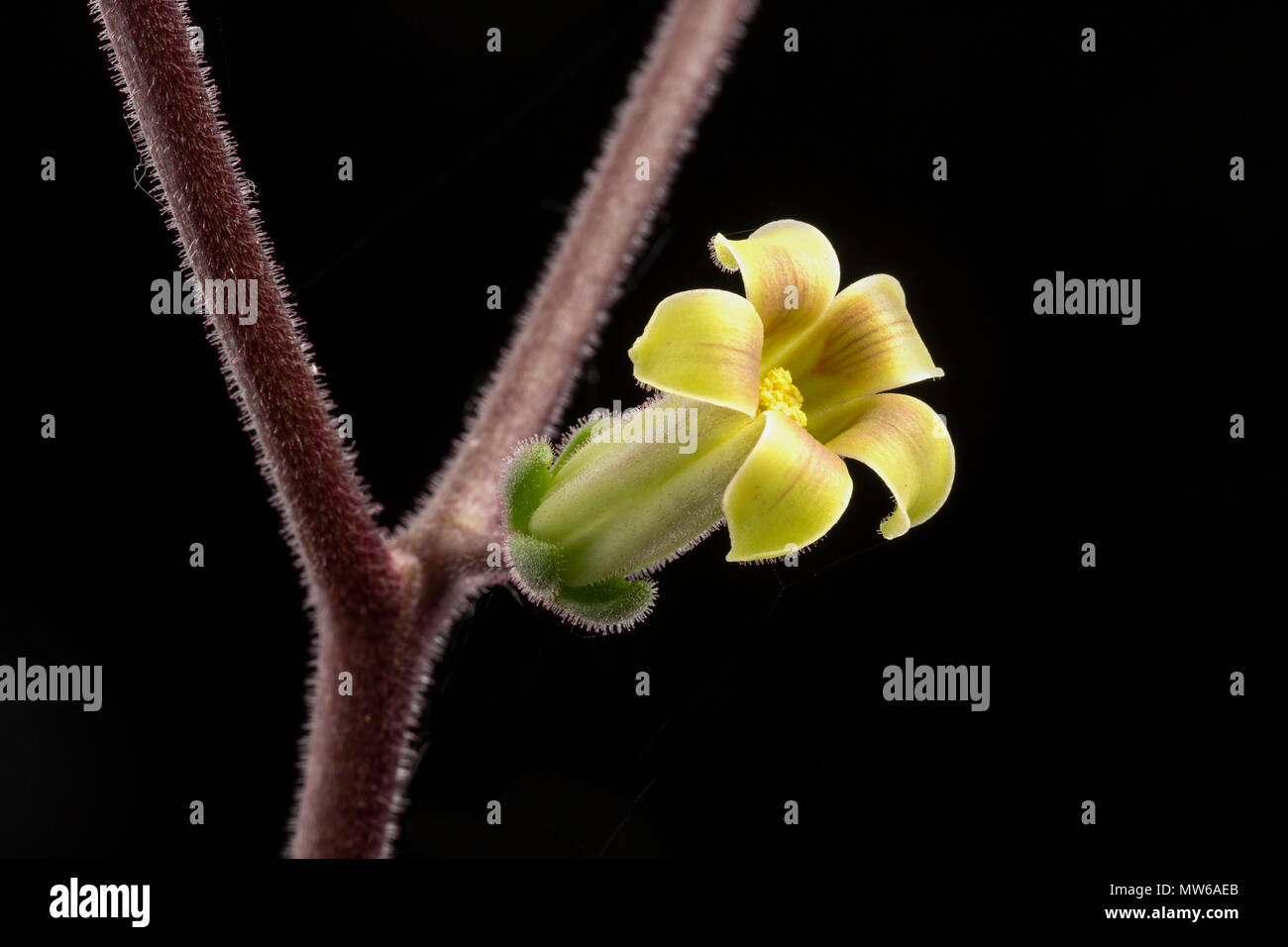 Tylecodon singularis flower, a caudex-forming succulent endemic to a small area of southern Namibia.  Family  Crassulaceae. Stock Photo