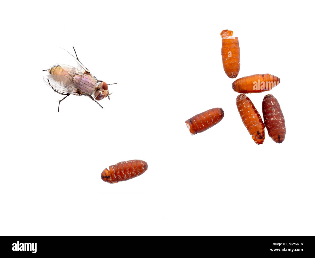 Nature macro. Fly pupae and recently emerged fly isolated on white. Stock Photo