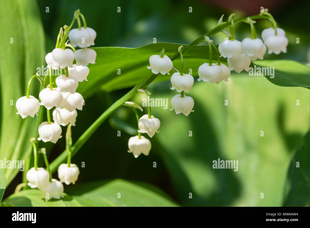 The alluring bell shaped flowers of Lily of the valley Stock Photo