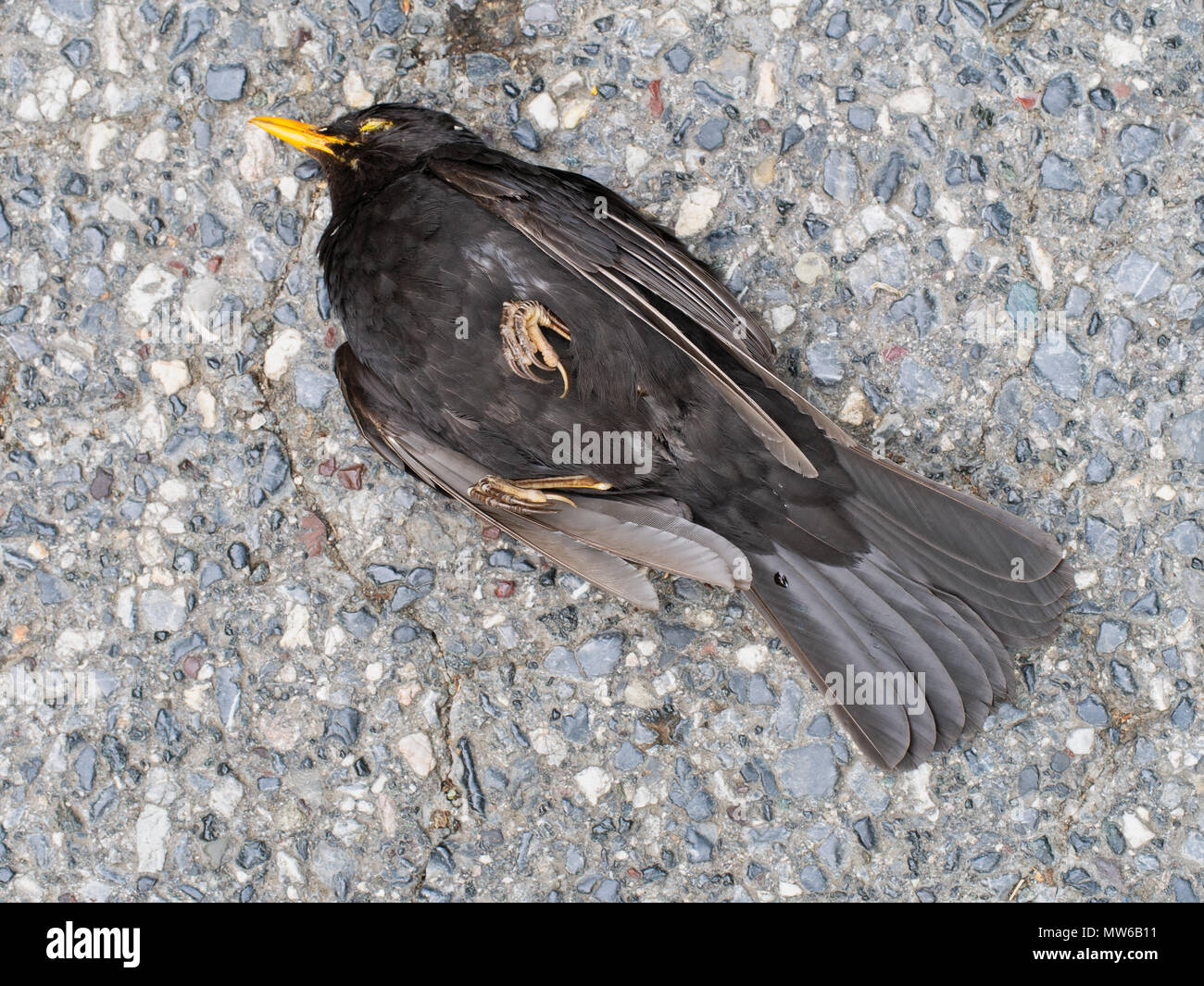 Dead blackbird in the road. Found in this condition. Stock Photo
