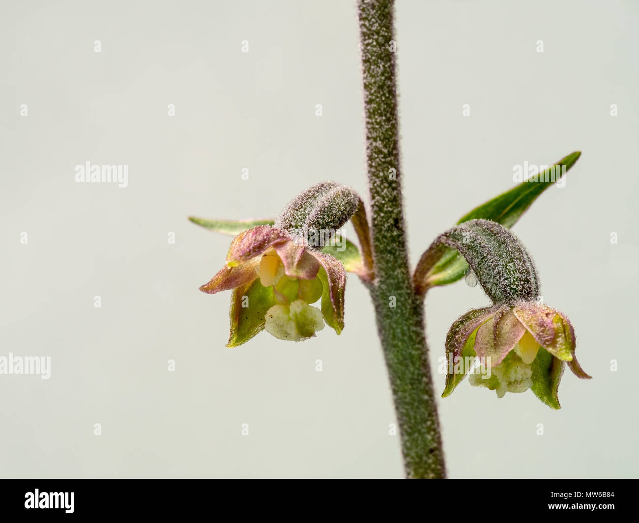 Wild orchid. Epipactis microphylla. Aka Tiny-leafed epipactis. Near threatened species. Stock Photo