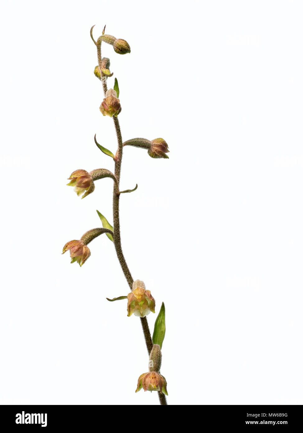 Wild orchid. Epipactis microphylla. Aka Tiny-leafed epipactis. Near threatened species. Stock Photo