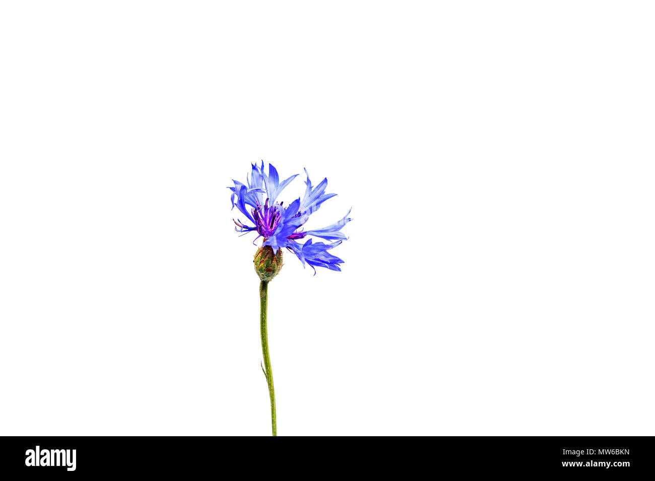 Field flower with blue petals isolated on white, wildlife and changing seasons Stock Photo