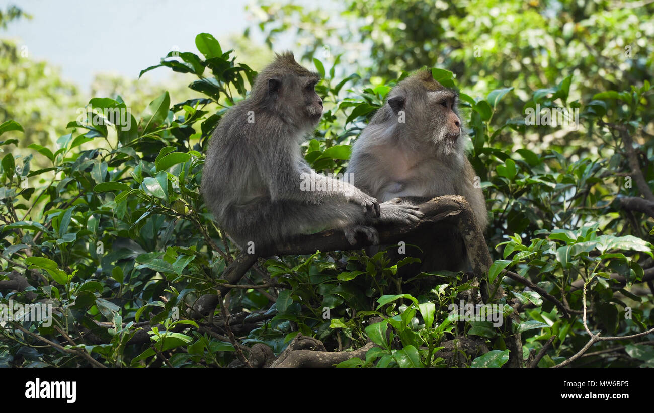 Monkey macaque in the rain forest. Monkeys in the natural environment ...