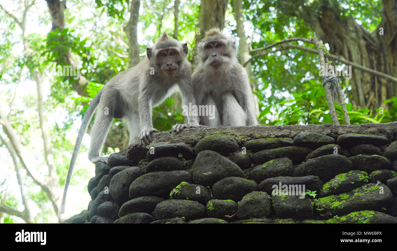 Monkey macaque in the rain forest. Monkeys in the natural environment ...