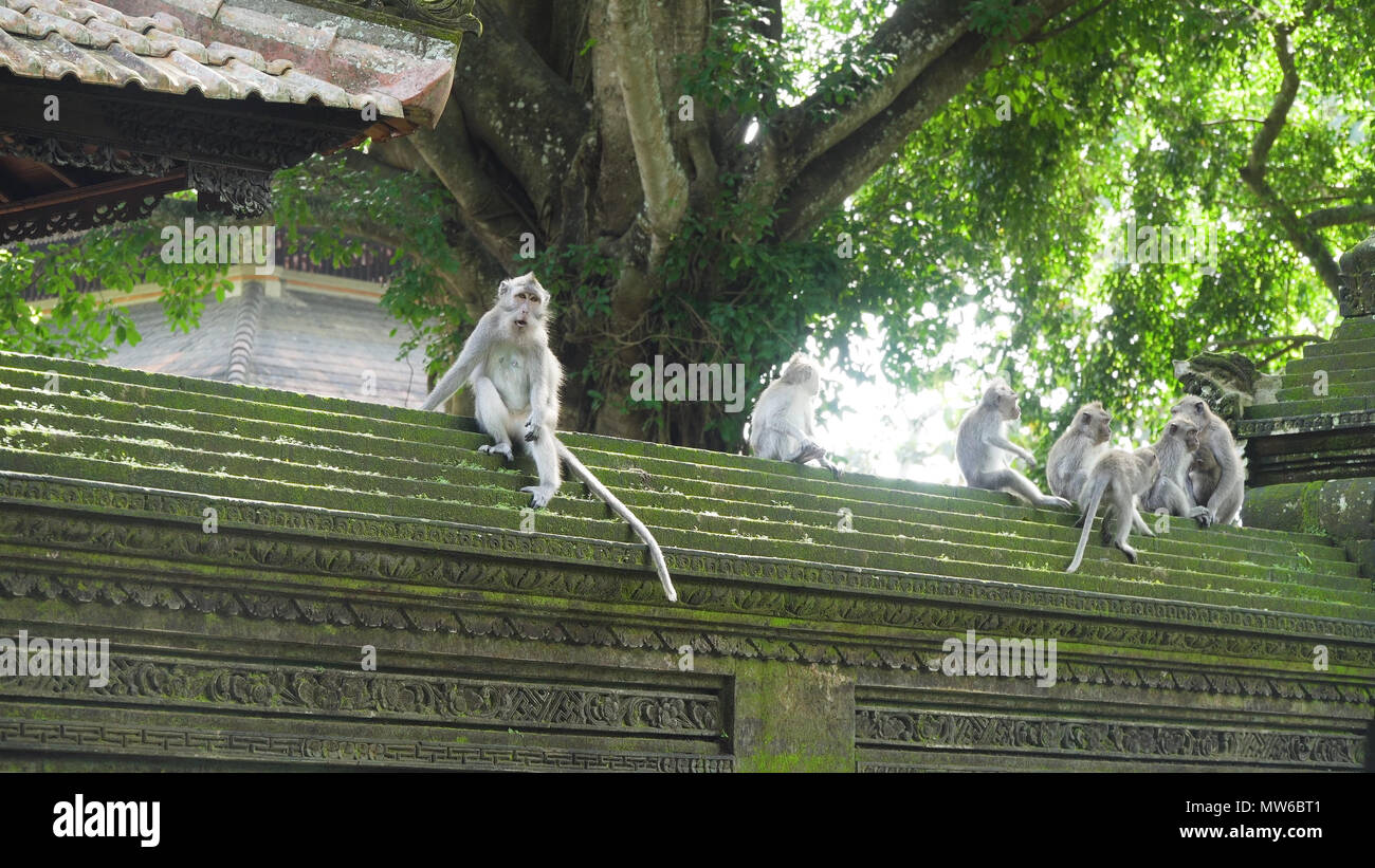 Monkey macaque in the rain forest. Monkeys in the natural environment ...