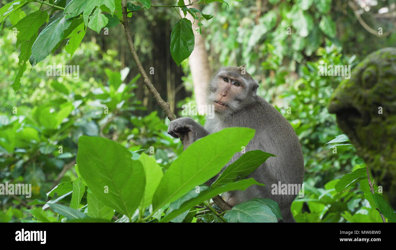 Monkey macaque in the rain forest. Monkeys in the natural environment ...