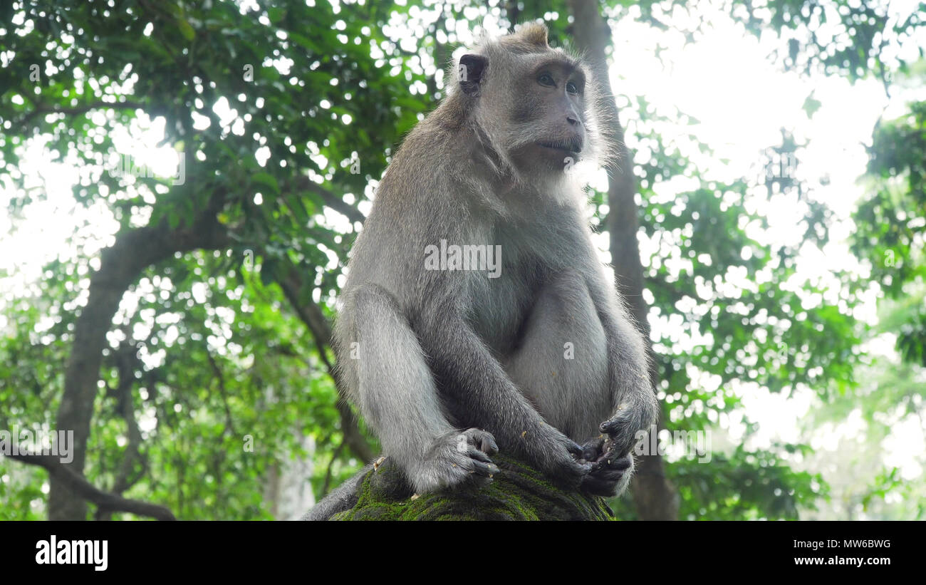 Monkey macaque in the rain forest. Monkeys in the natural environment ...