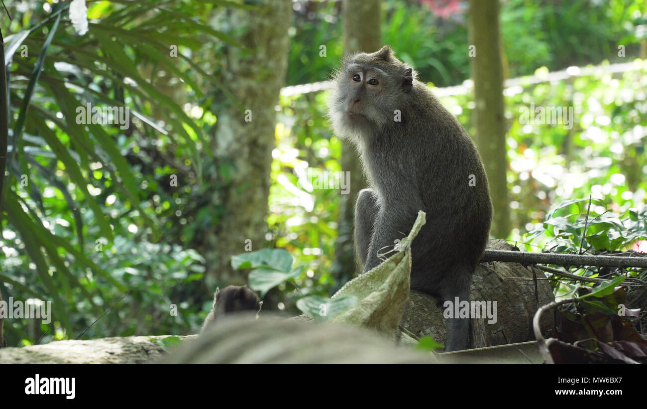 Monkey macaque in the rain forest. Monkeys in the natural environment ...