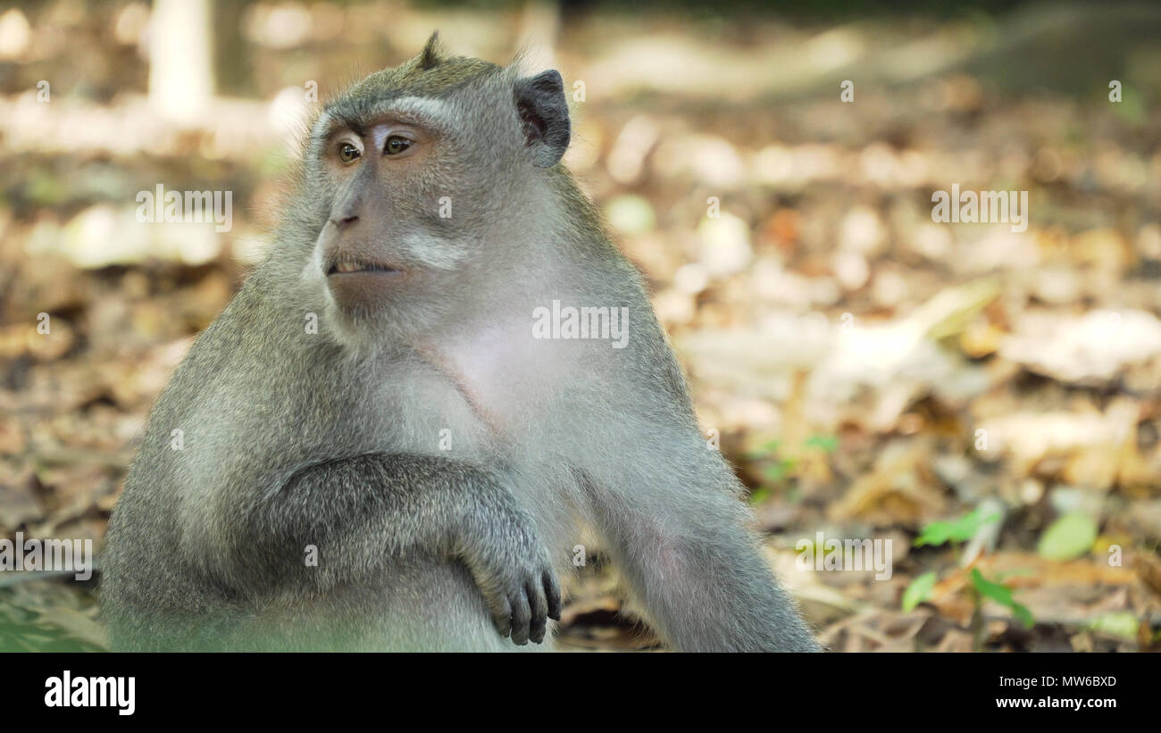 Monkey macaque in the rain forest. Monkeys in the natural environment ...