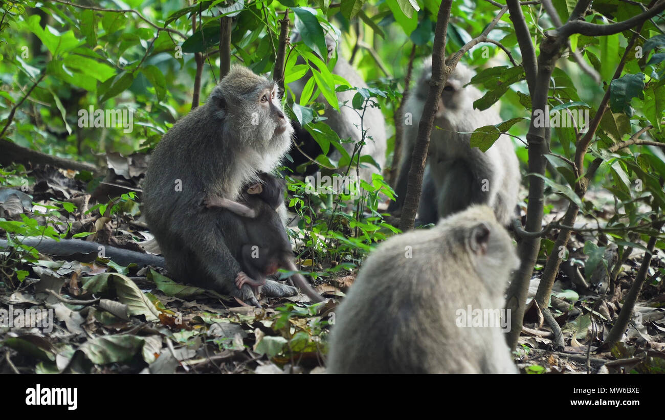 Monkey macaque in the rain forest. Monkeys in the natural environment ...