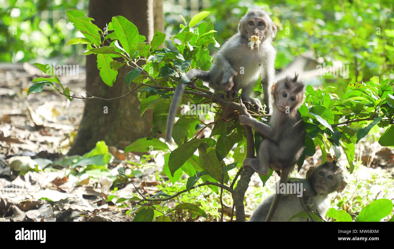 Monkey macaque in the rain forest. Monkeys in the natural environment ...