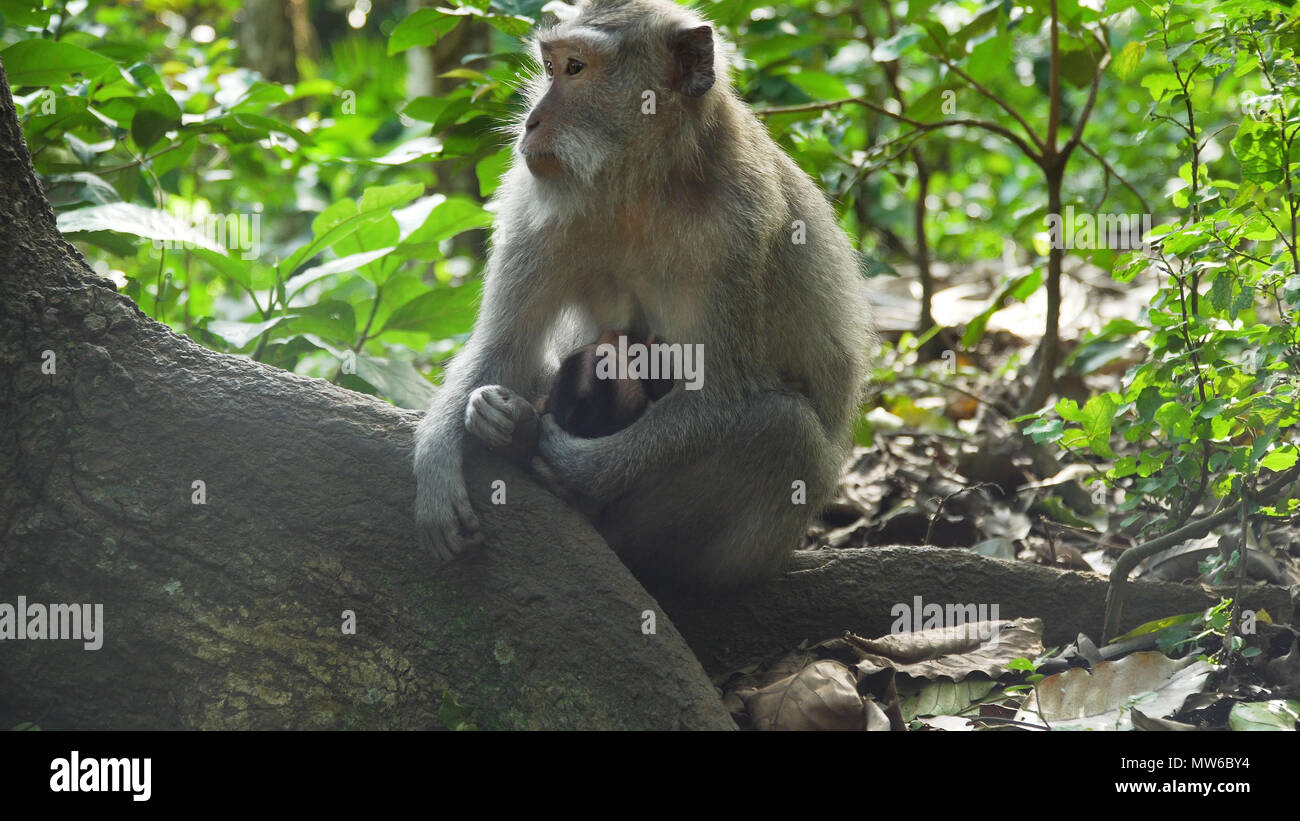 Monkey macaque in the rain forest. Monkeys in the natural environment ...