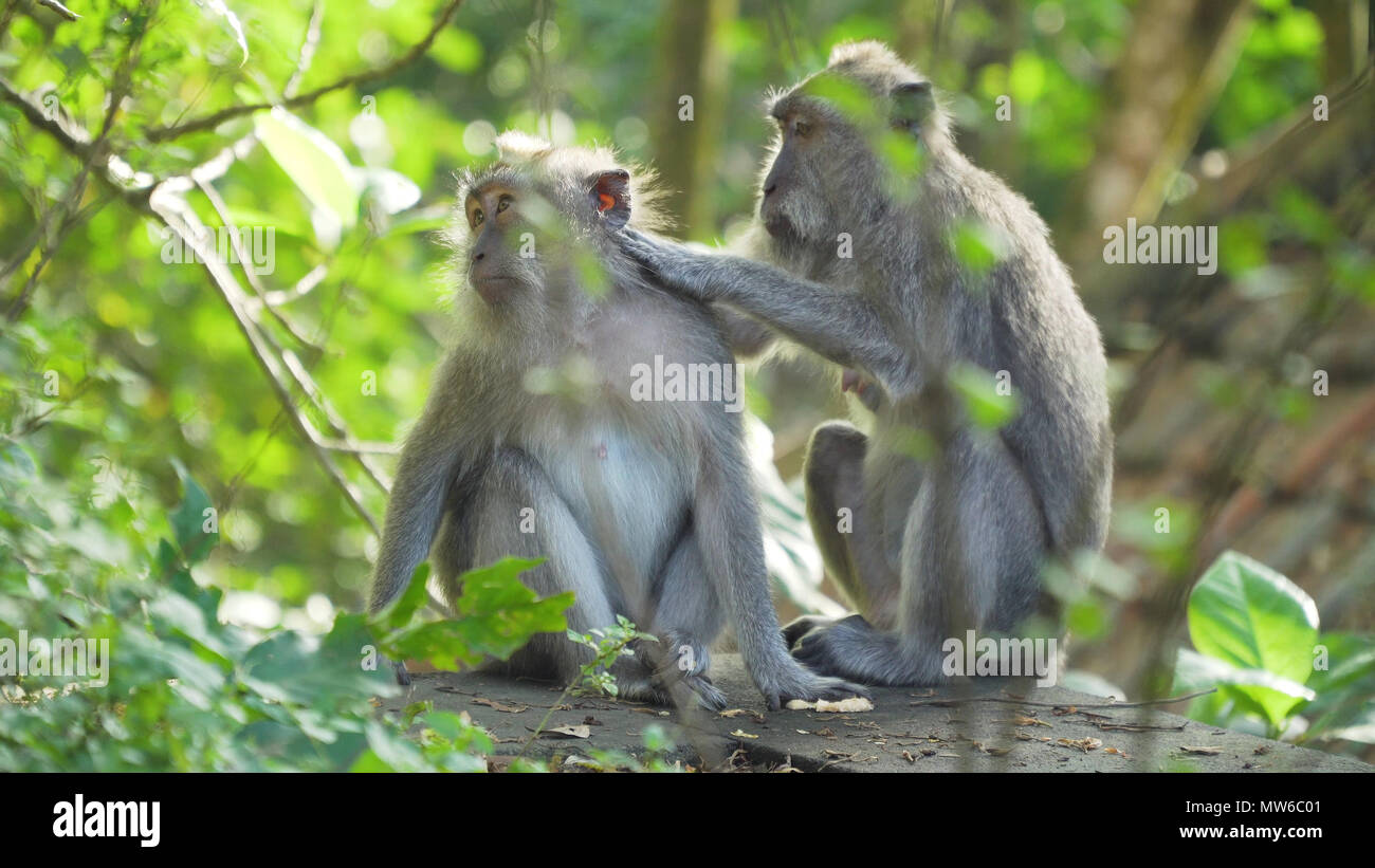 Monkey macaque in the rain forest. Monkeys in the natural environment ...