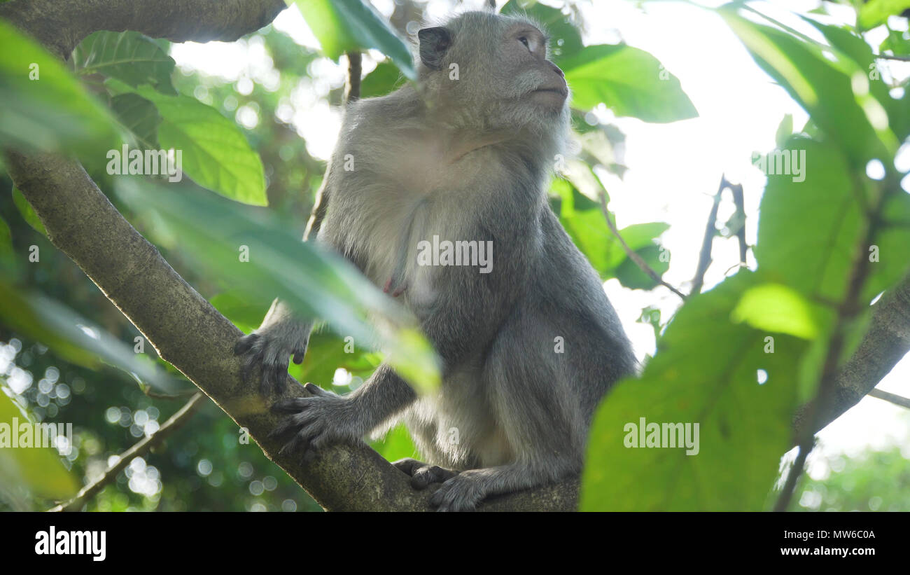 Monkey macaque in the rain forest. Monkeys in the natural environment ...