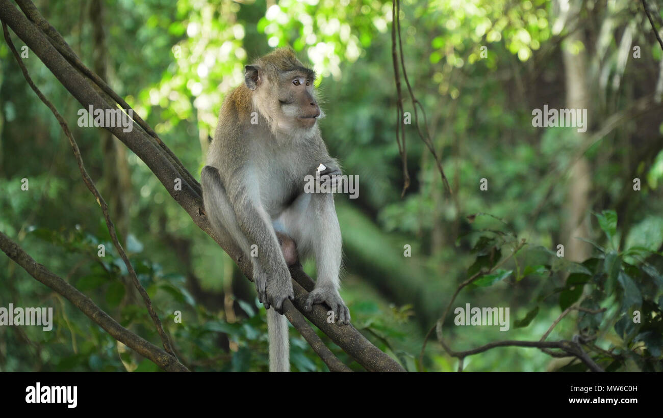 Monkey macaque in the rain forest. Monkeys in the natural environment ...