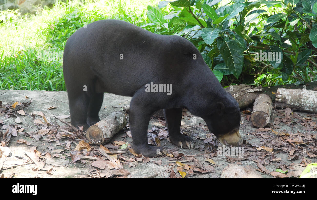 Malayan sun bear, Honey bear,Ursus malayanus, Helarctos malayanus. Bali Indonesia Stock Photo