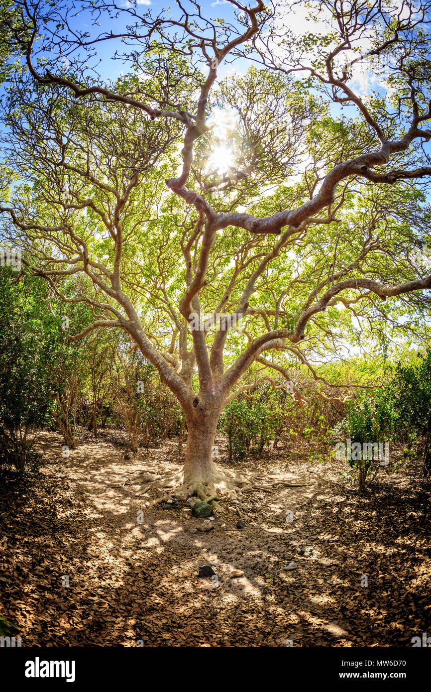 Sun shining through the branches of a tree on a small island in BVI Stock Photo