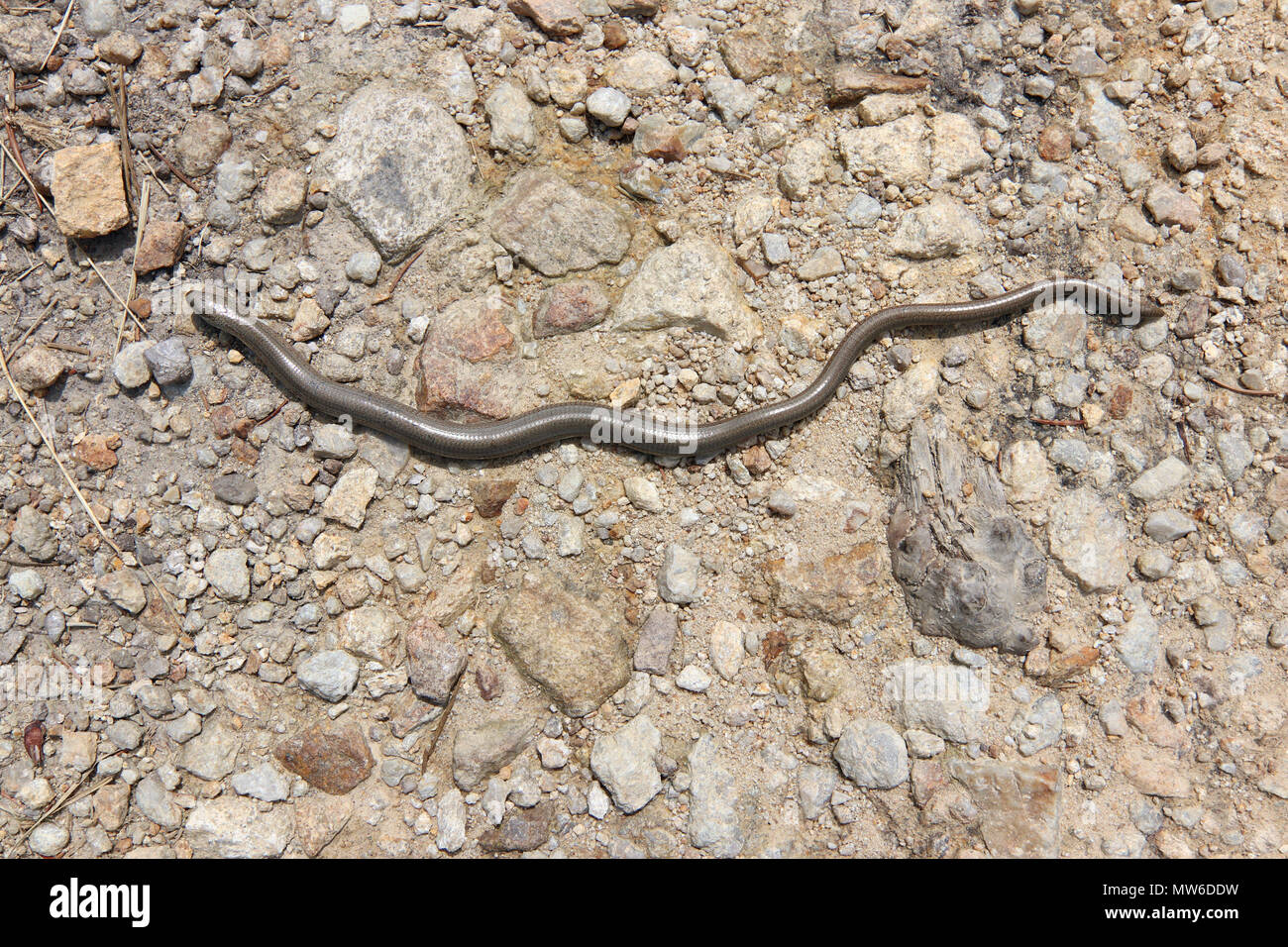 Blind worm on stony ground - detail Stock Photo
