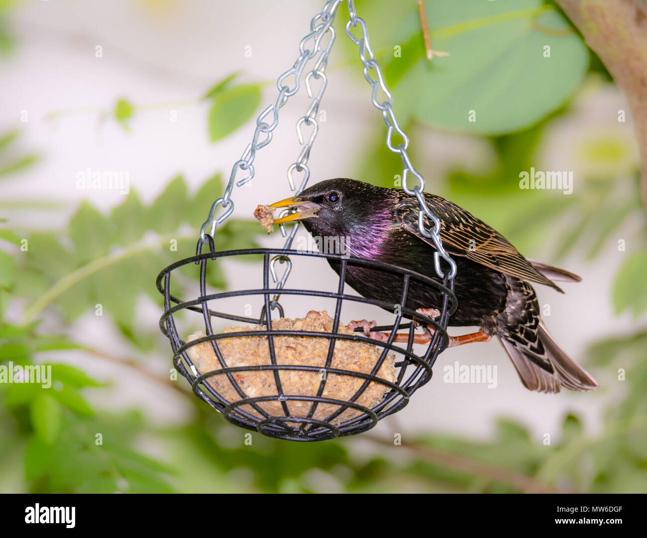 Starling at a bird feeder filled with a fat ball Stock Photo Alamy