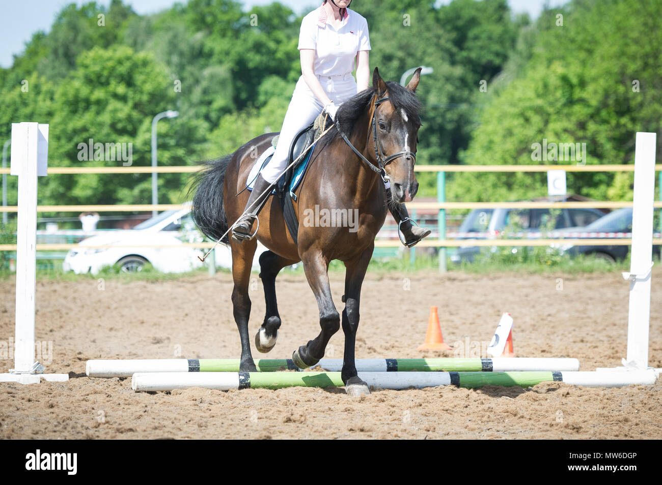 Training in horse riding, entry level. Overcoming a horseman on a bay horse obstacles - Cavaletti on a trot Stock Photo